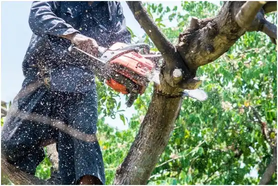 tree services Colfax